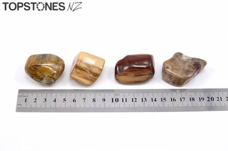 Petrified Wood - Grounding