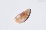 Agatized Coral Cabochon - Xmas Special $21
