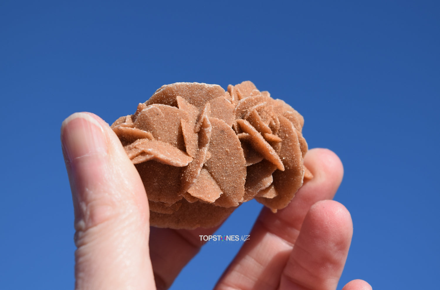 Desert Rose