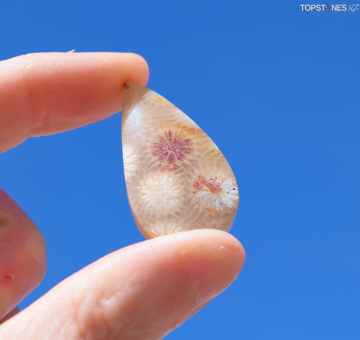 Agatized Coral Cabochon - Xmas Special $21